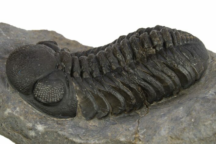 Detailed Austerops Trilobite - Ofaten, Morocco #310257